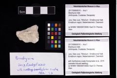 Foto (Objekt + Etikett) von Brachyura indet.  (NHMW-GEO-2017-0089-0010)